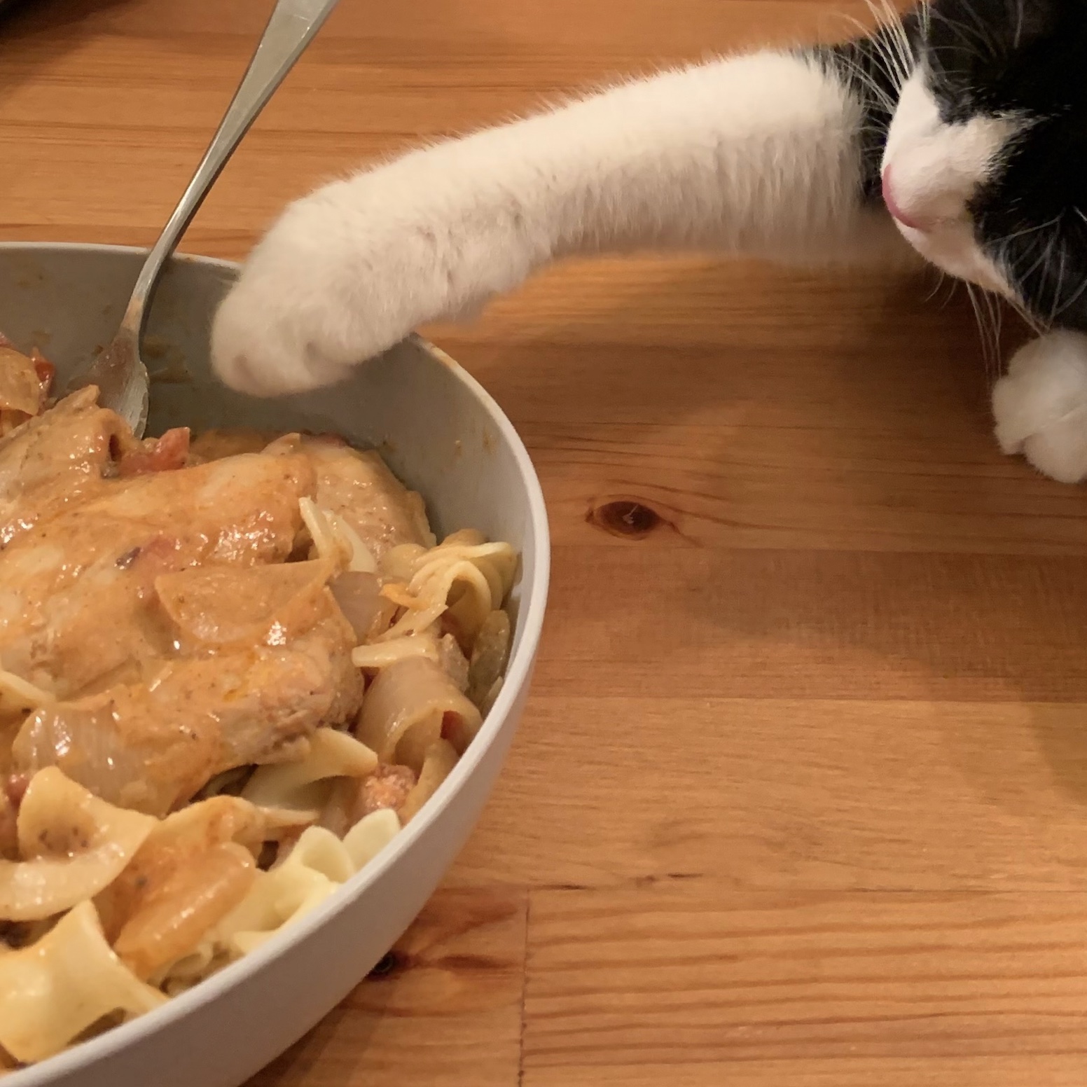 paw reaching into a bowl filled with chicken and pasta